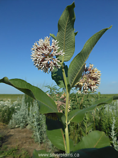 common milkweed, Asclepias syriaca L - 13JL13-2