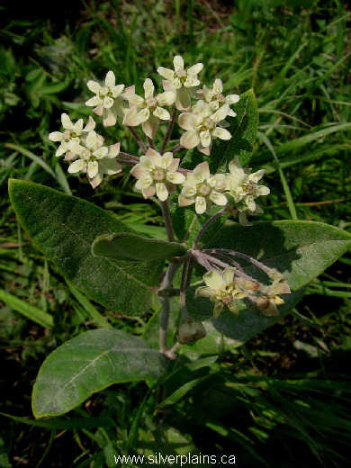 dwarf milkweed - Asclepias ovalifolia Decne 10JL11-01