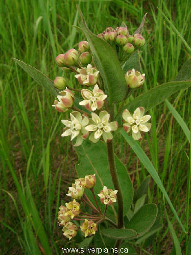 dwarf milkweed - Asclepias ovalifolia Decne 11JN25-03