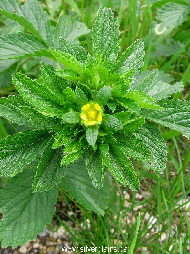 norwegian cinquefoil - Potentilla norvegica 07JN13