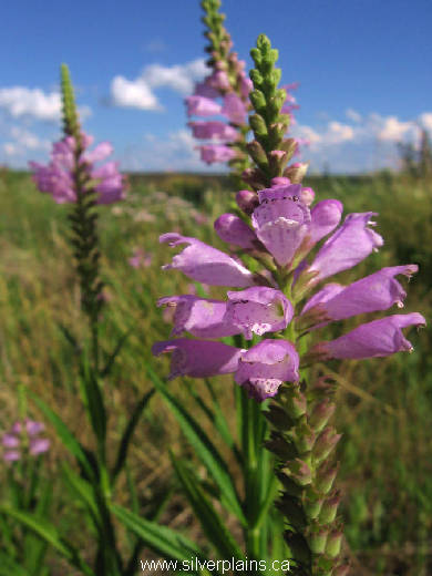 obedient plant - Physostegia virginiana 11JL24-01