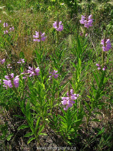 obedient plant - Physostegia virginiana 11JL24-03