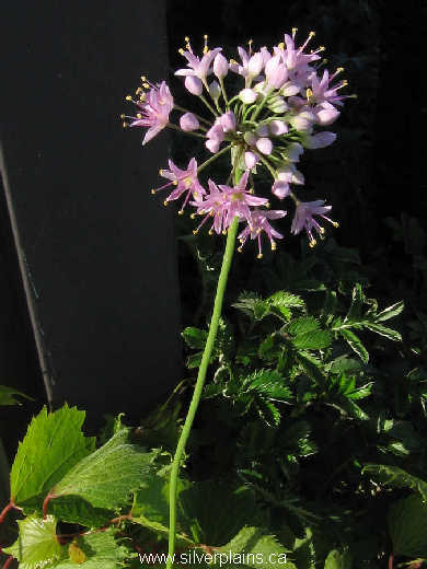 autumn onion - Allium stellatum 08AU05-01