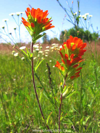 scarlet paintbrush - Castilleja coccinea 06JL08