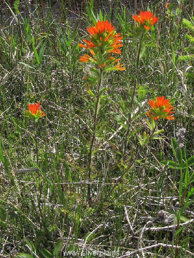 scarlet paintbrush - Castilleja coccinea 09JN18-01