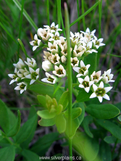 pale comandra ~ Comandra umbellata (L.) Nutt. ssp. pallida (A. DC.) Piehl 07JN05-01