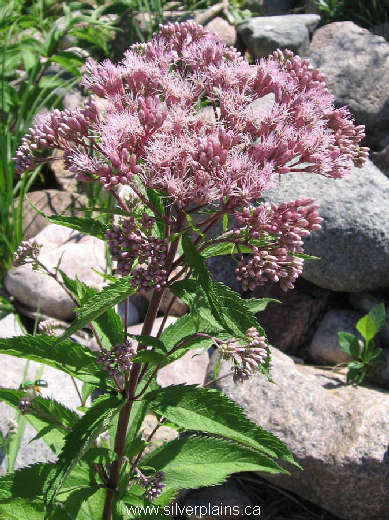 purple boneset - Eupatorium maculatum 06JL08-2