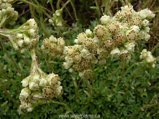little leaved pussytoes - Antennaria parvifolia 11JN24