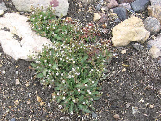pygmyflower - Androsace septentrionalis 08MA19-07
