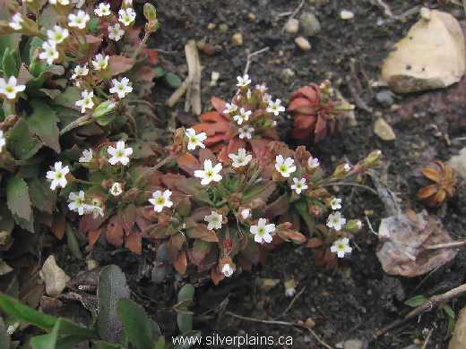 pygmyflower - Androsace septentrionalis 08MA19-11