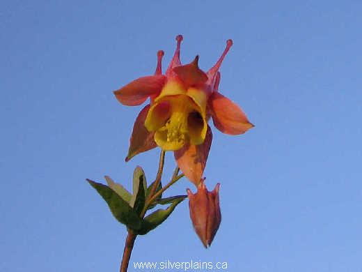 red columbine - Aquilegia canadensis 07JN11-01