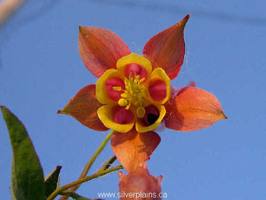 red columbine - Aquilegia canadensis 07JN11-02