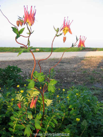 red columbine - Aquilegia canadensis 07JN11-03