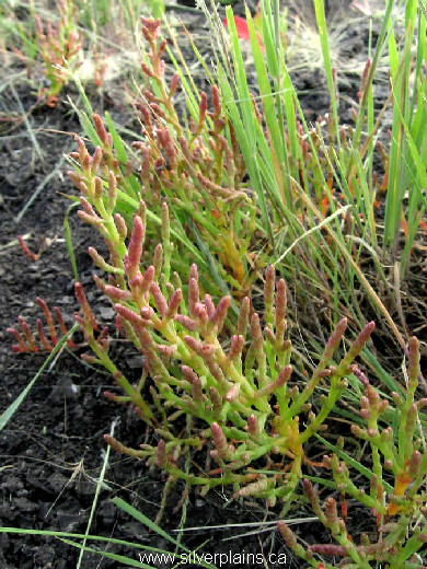 red samphire - Salicornia rubra 09SE01-01
