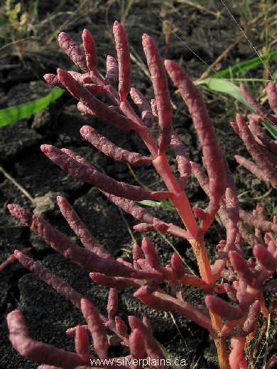 red samphire - Salicornia rubra 09SE01-01