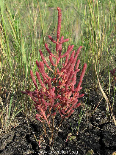 red samphire - Salicornia rubra 09SE01-02