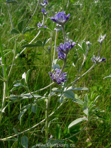 silvery scurfpea ~ Pediomelum argophyllum (Pursh) J. Grimes 10JL11-01