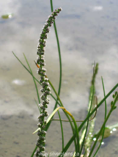 seaside arrow-grass - Triglochin maritima L. 07JN24