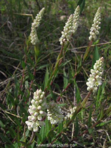 seneca root - Polygala senega L. 09JN18-1