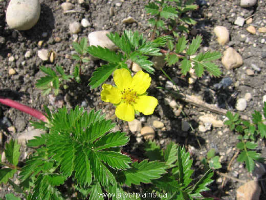 silverweed - Potentilla anserina 07JL17