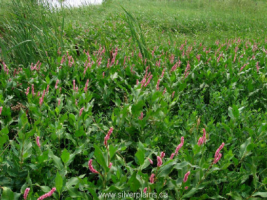 smartweed - Polygonum amphibium 11AU05