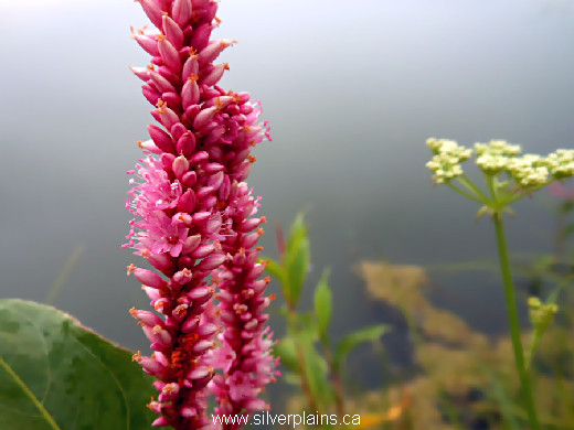 smartweed - Polygonum amphibium 13AU04-1