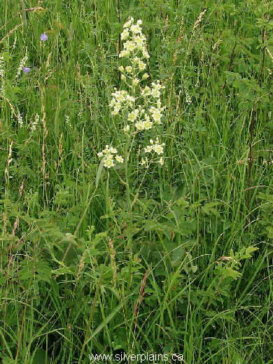smooth camas - Zygadenus elegans 09JL23-04