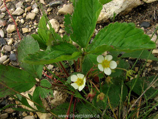 wild strawberry - Fragaria virginiana 10JN04