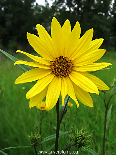 Nuttall's sunflower - Helianthus Nuttallii 07JL15