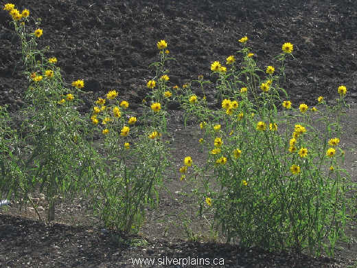narrowleaf sunflower - Helianthus maximiliani
