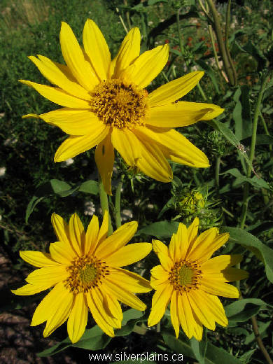 narrowleaf sunflower - Helianthus maximiliani