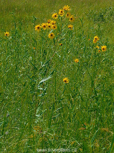 Nuttall's sunflower - Helianthus Nuttallii 06JL23