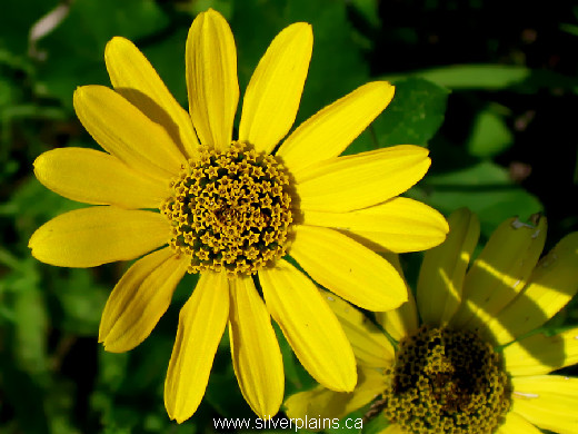 oxeye sunflower - Heliopsis helianthoides 07JL22