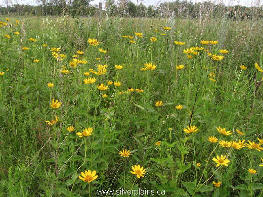 oxeye sunflower - Heliopsis helianthoides 09JL23-9
