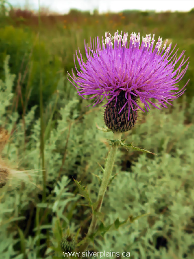 Flodman's thistle - Cirsium Flodmanii 13AU04