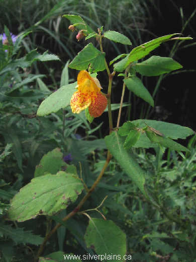 touch me not - Impatiens capensis Meerb.