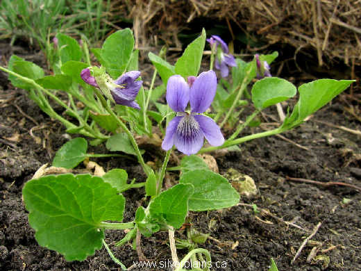 early blue violet ~ Viola adunca 10MA21
