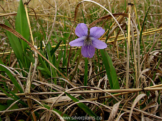 early blue violet - Viola adunca 12MA24