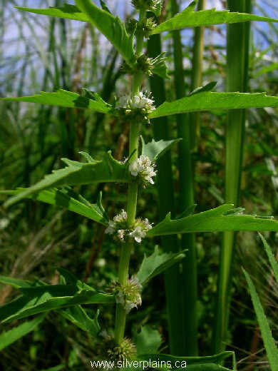 water horehound - Lycopus americanus 10JL31-1