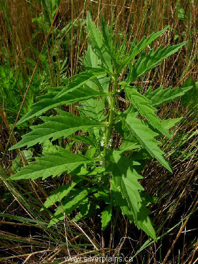 water horehound - Lycopus americanus 10JL31-3