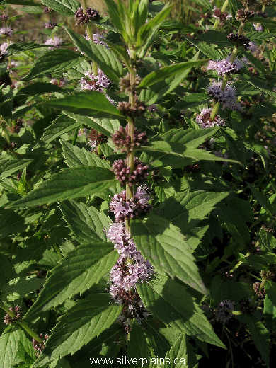 wild mint - Mentha arvensis 09AU04-1
