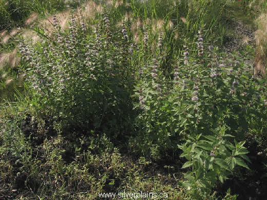 wild mint - Mentha arvensis 09AU04-02