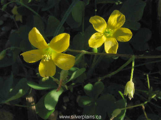 yellow woodsorrel - Oxalis stricta L. 08SE23