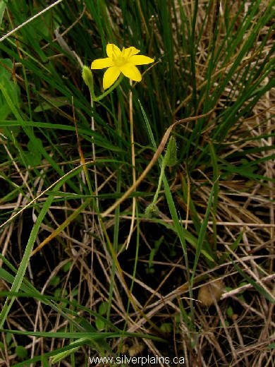 yellow star grass - Hypoxis hirsuta 11JN26