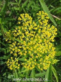 golden Alexanders