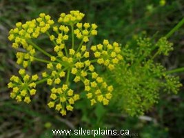 heartleaf Alexanders