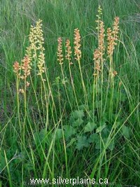 alumroot