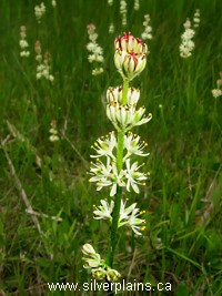 sticky asphodel