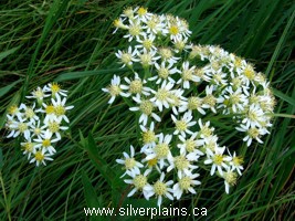 sticky asphodel