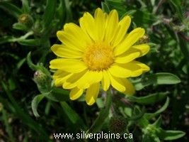 hairy false goldenaster